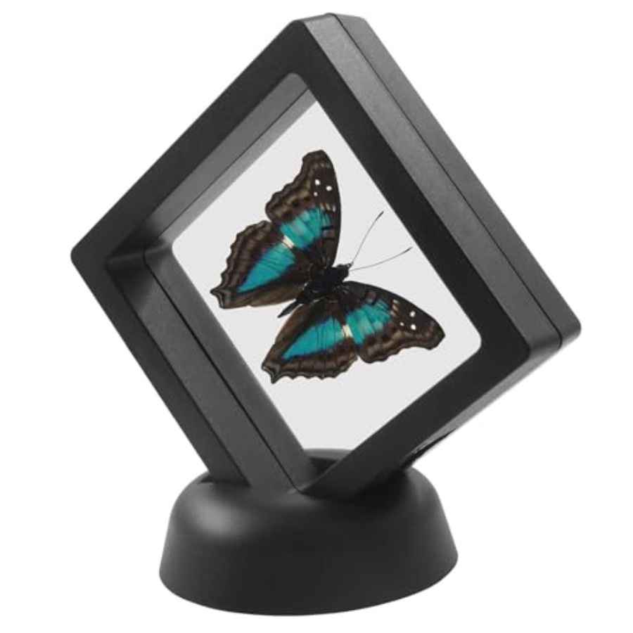 12Pcs 3D Floating Display Case - Collectors Coins Jewelry & Watches Of Smithtown Reviews ulasan dan harga